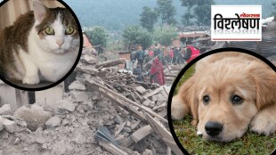 Earthquake How Dogs and Cats Get The signs of natural Calamities Before Humans