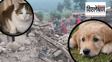 Earthquake How Dogs and Cats Get The signs of natural Calamities Before Humans