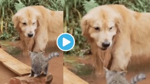 Viral Video Dog Saves Cats Life By Using Brain Shocking Clip makes Netizens Emotional
