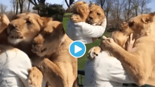 Shocking Video Two Lions Jump On Women Met After 7 years Hugs And Get Emotional Jungle King Viral Video