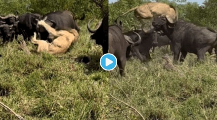 Video 14 Buffaloes Attack Single Lion King Jumps in Air Herd Angry Reaction Will Shock You Viral Video