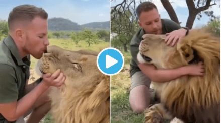 Video Man Kissed Lion on Lips Then Cuddles With Lion King Netizens Shocked by Viral Clip Watch Animals