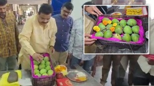 First box of this seasons Alphonso mango arrived from devgad to apmc market Mumbai
