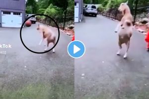 Goat playing football viral video