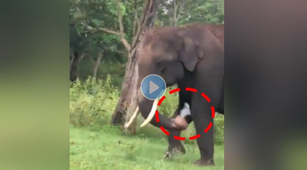IAS Officer Supriya Sahu Shares Video of an Elephant chewing Plastic