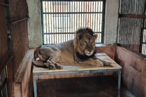 espa lion dies in Sanjay Gandhi National Park mumbai