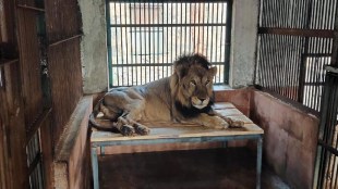 espa lion dies in Sanjay Gandhi National Park mumbai