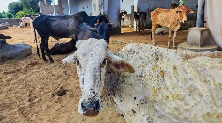 lumpy skin disease affected animal samples sent in pune laboratory to test genetic modification