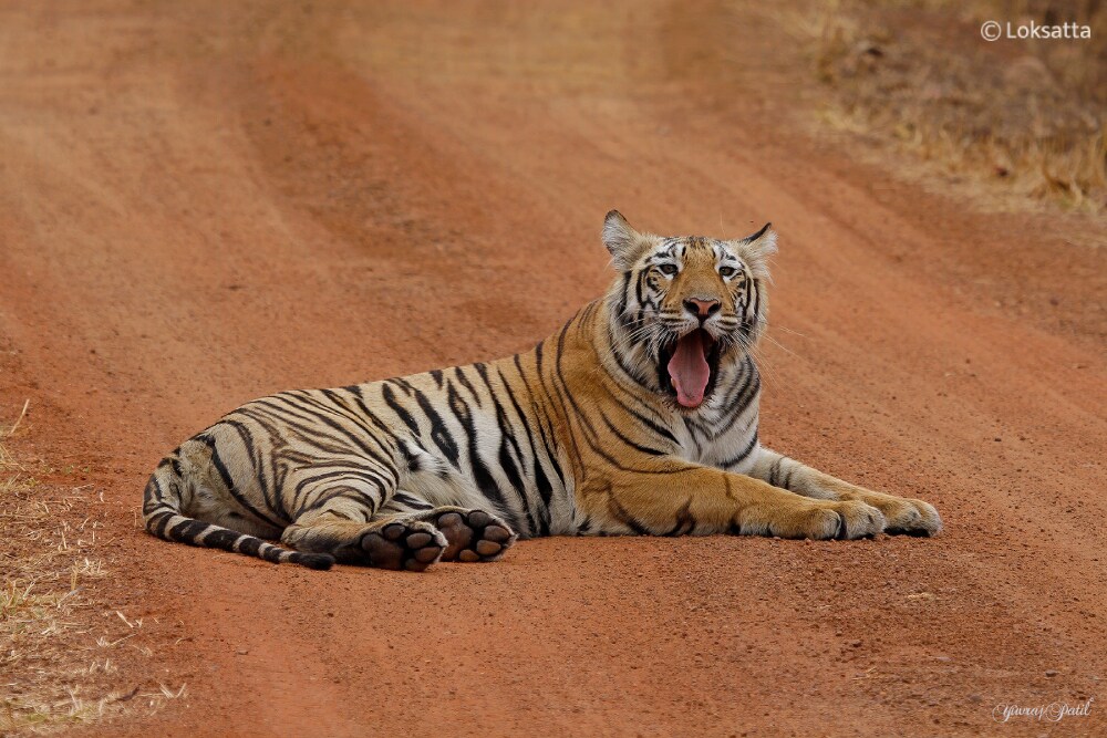 Maya Tigress Queen Of Tadoba 