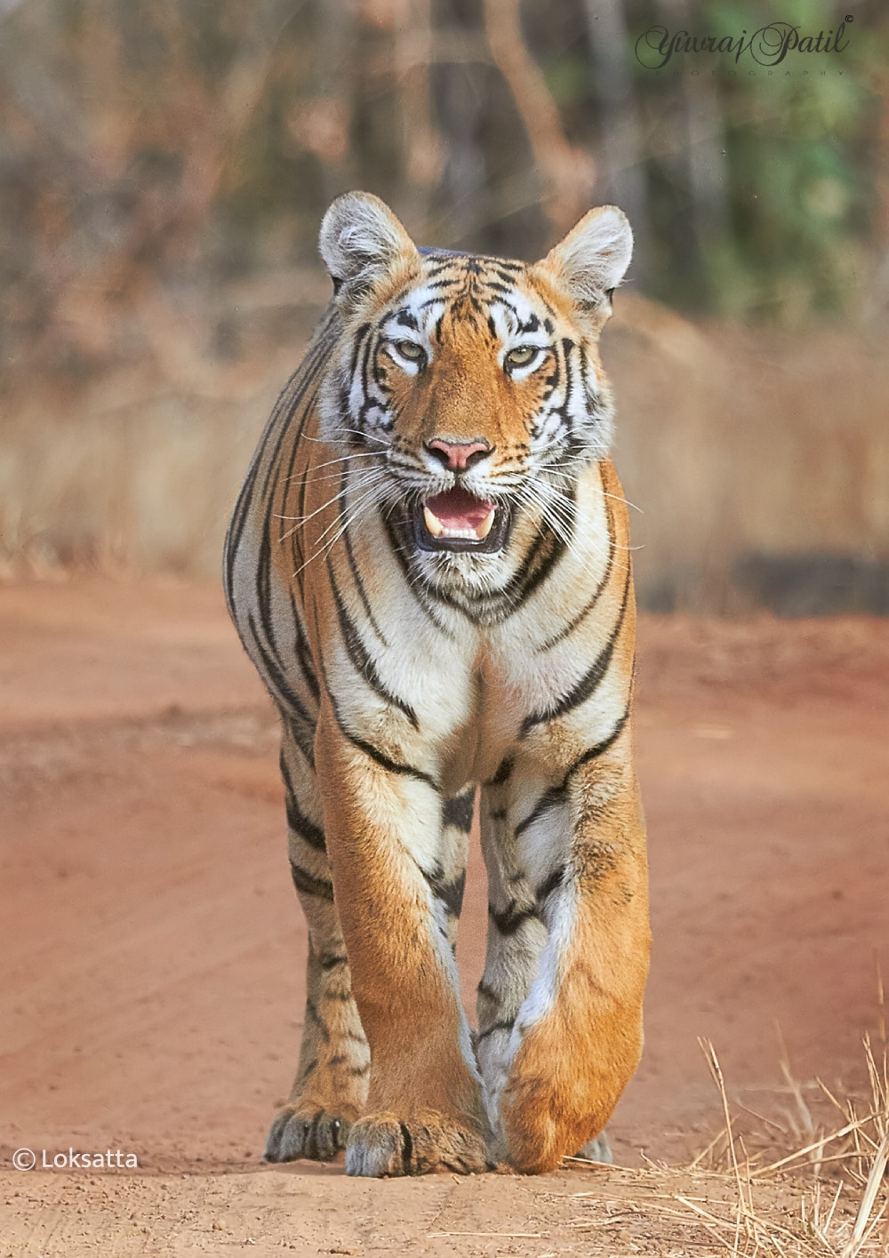 Maya Tigress Queen Of Tadoba 