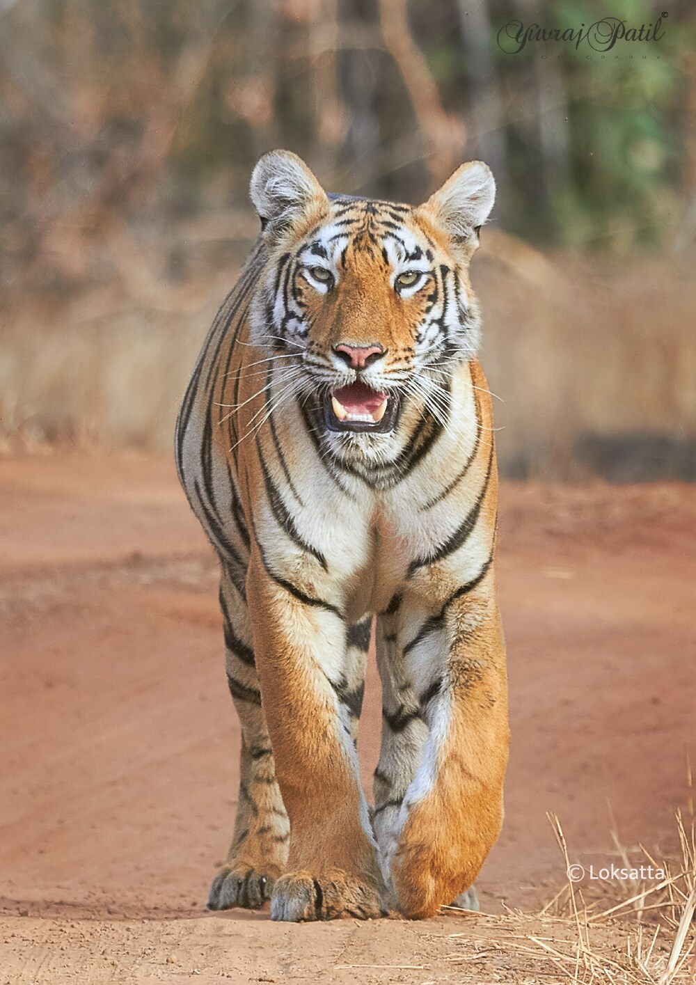 Maya Tigress Queen Of Tadoba 