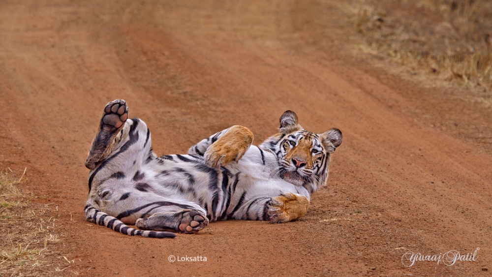 Maya Tigress Queen Of Tadoba 