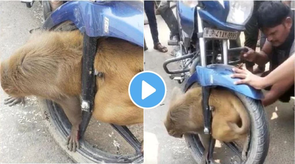 Monkey trapped in wheel