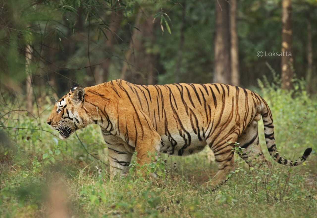 Mystery Male Tiger Information Photos