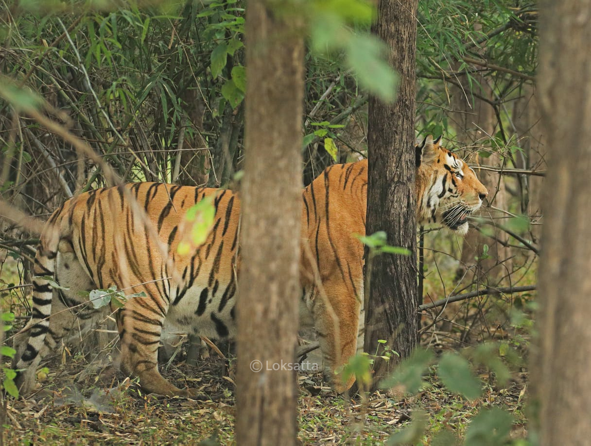 Mystery Male Tiger Information Photos