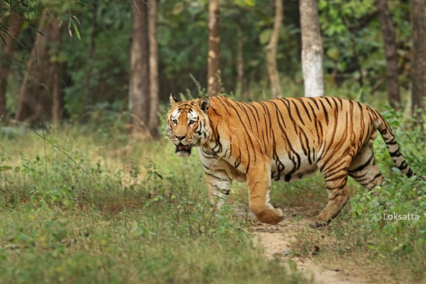 jitendra tijare and prithviraj rathore along with their staff on a night patroling suddenly a tiger came front of them in bhandara