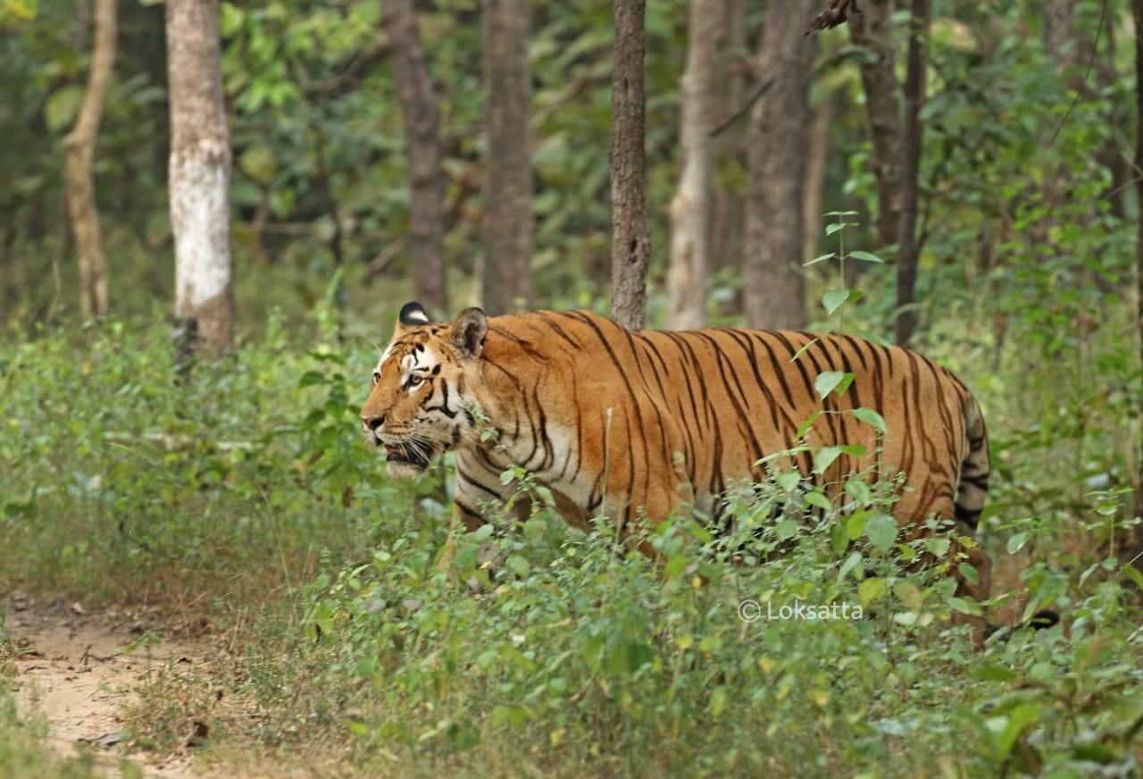 Mystery Male Tiger Information Photos