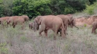 A herd of wild elephants has returned to Gondia district