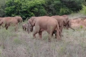 A herd of wild elephants has returned to Gondia district