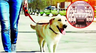 500 rupees fine to owner if dog dirt the public place pmc started action