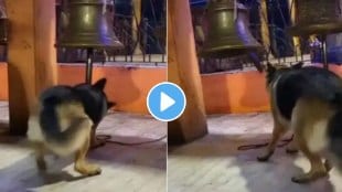 dog video