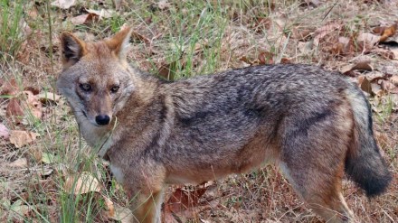the survey of golden jackal will be held for the first time in mumbai
