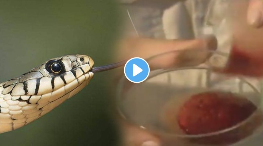 snake venom effects on human body