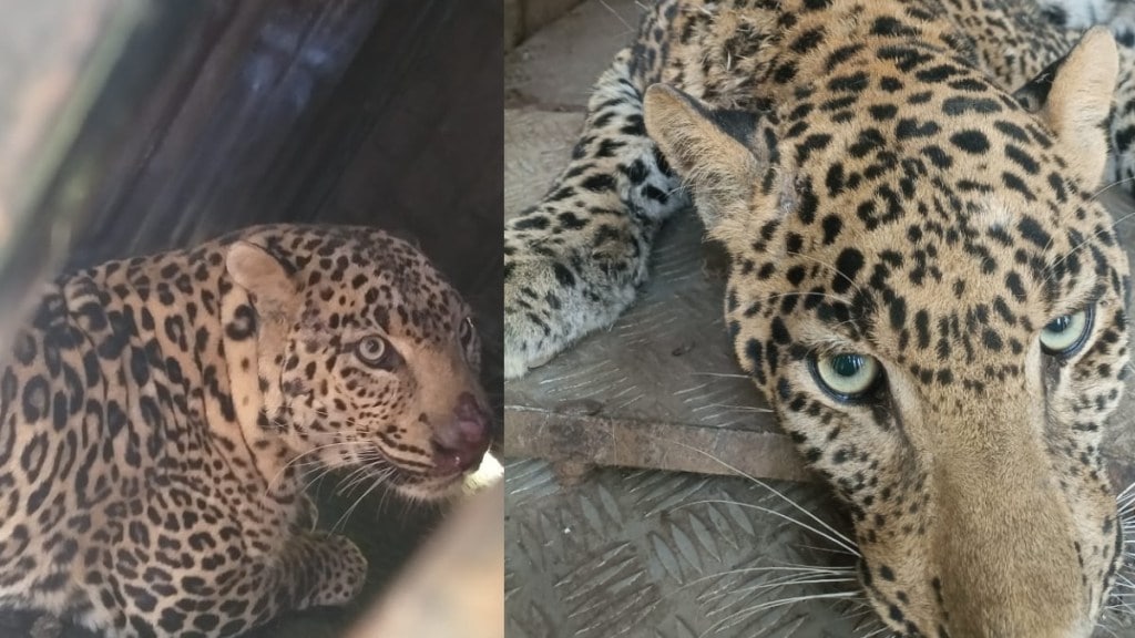 nashik forest department succeeded in imprisoning two leopards