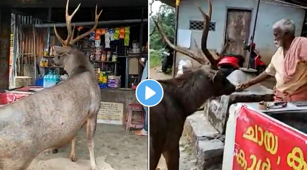 viral video of sambar deer
