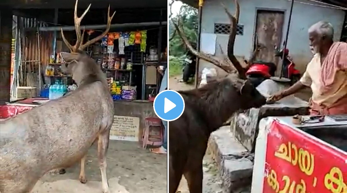 viral video of sambar deer