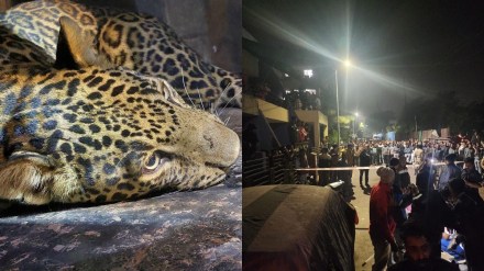 people attacked a leopard in ayesha nagar in nashik but it escaped from there