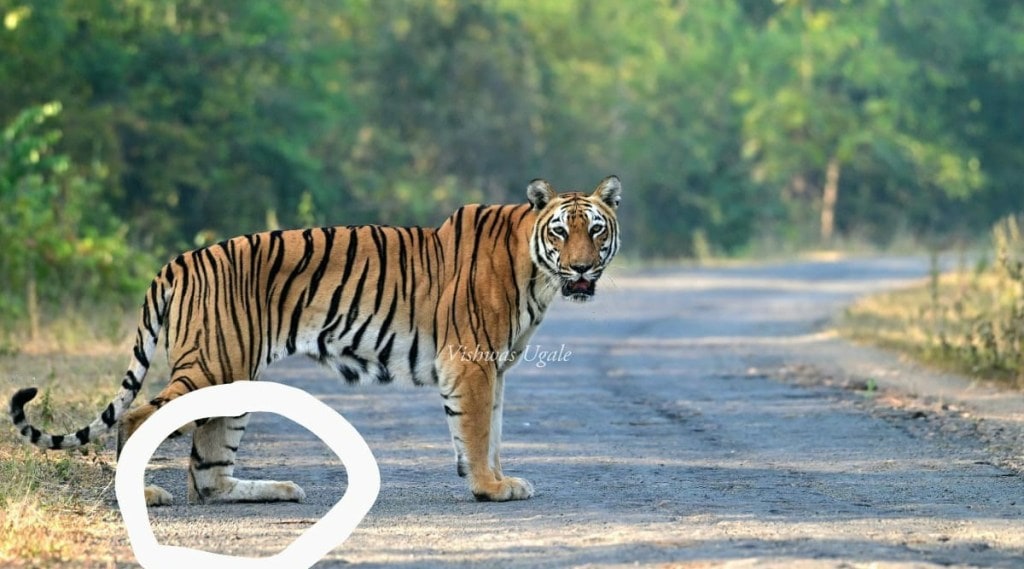 a tigress in tadoba andhari tiger reserve is injured and struggling for her cubs nagpur