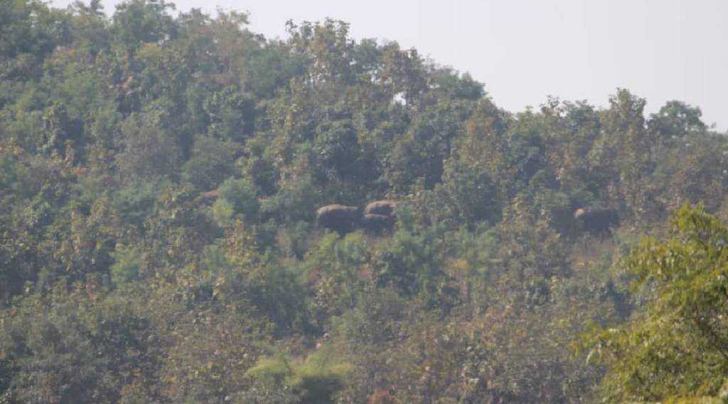 wild elephants march towards new nagzira gondia bhandara gadchiroli and nagpur district news