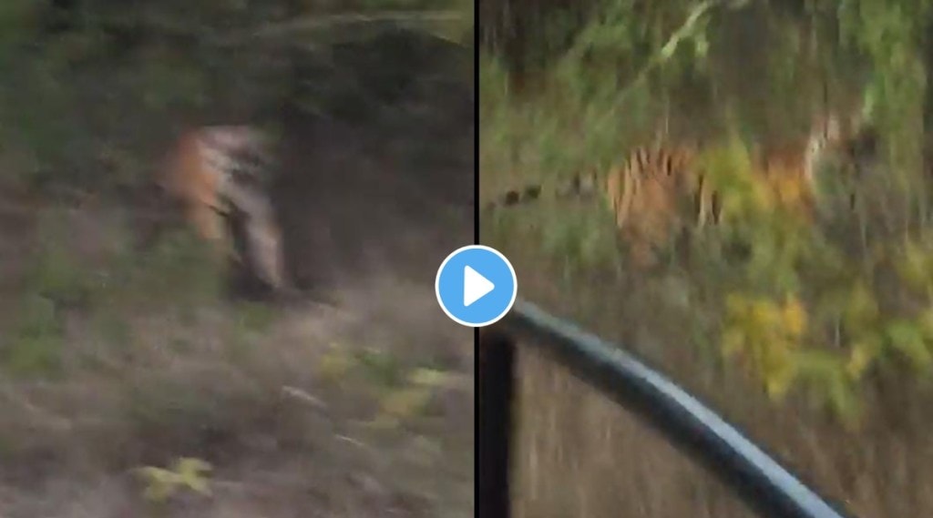 Video: पर्यटकांना वाघाला जवळून पाहण्याचा मोह नडला! वाघ अचानक उड्या मारत आला अन…