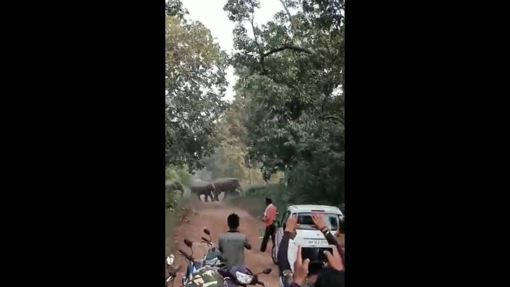 भंडारा: रानटी हत्तींचा मुक्काम मोहघाटा जंगलात, पश्चिम बंगालच्या पथकाचेही कळपावर बारीक लक्ष