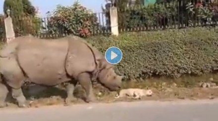 Rhino disturbes a dog sleeping on the street watch what happened next in the funny Viral Video