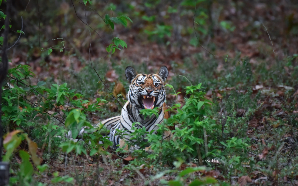 Sharmili Tigress Information Photos