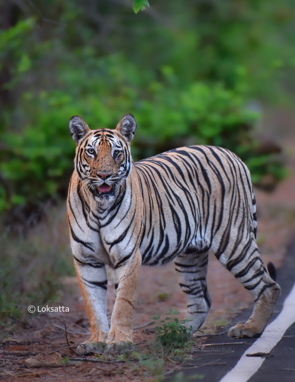 Sharmili Tigress Information Photos
