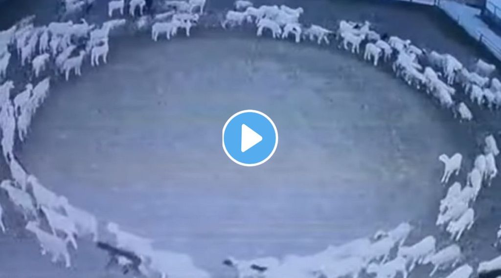 Sheeps walks in circle viral video