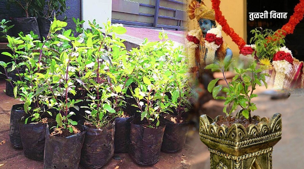 Tulsi Vivah 2022 tulsi mahatmya