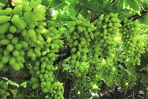 The grape season will be prolonged due to rain