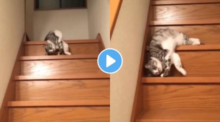 Video of lazy cat sliding from the stairs is going viral netizens say it reminds sunday mood