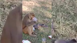 monkey viral video