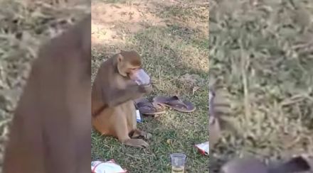monkey viral video