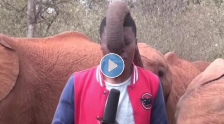 Viral Video shows elephant inturupting between reporting netizens find it too cute