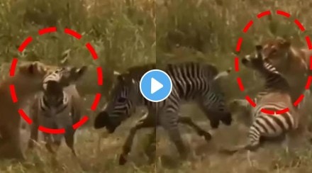 Viral trending video Zebra saves another zebra who is attacked by lioness internet says great friendship