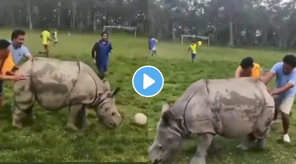 Viral video Rhino interrupts football match watch what happens next