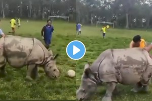 Viral video Rhino interrupts football match watch what happens next