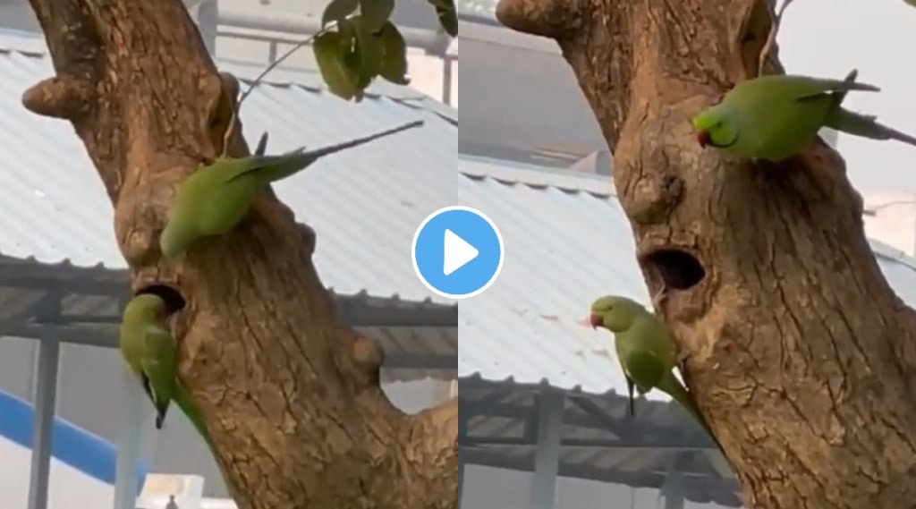 Watch this cute Video of Two parrots entering their new home is going viral and also has a valuable message