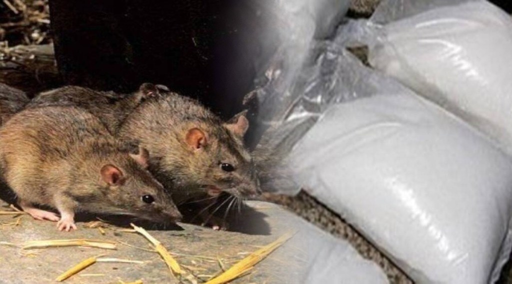 Rats ate 581 kg marijuana drugs in Mathura